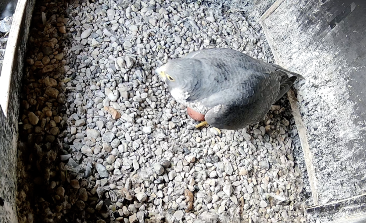 Eerste ei gelegd op 9 maart 2026