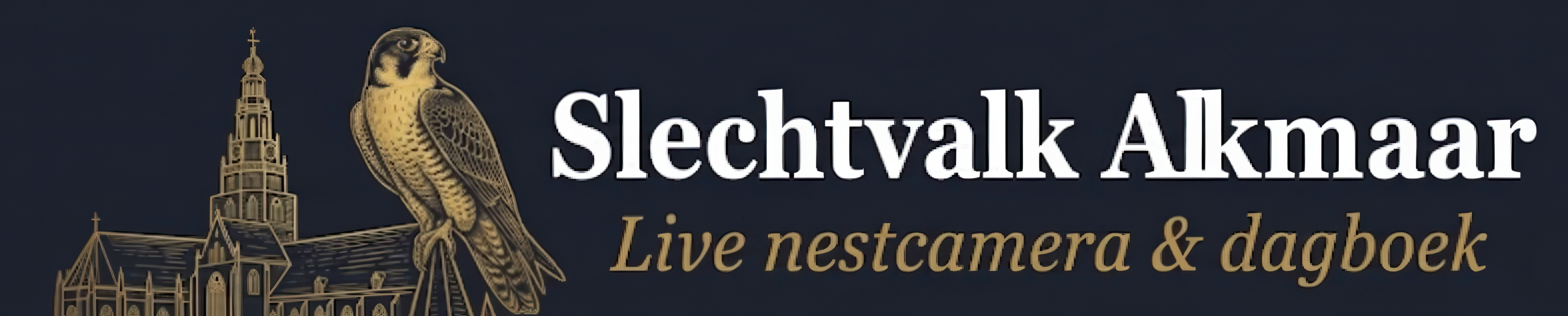 Slechtvalk Alkmaar – Live nestcamera & dagboek